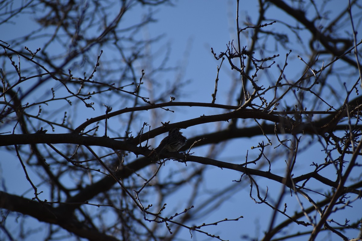 Song Sparrow - Anonymous