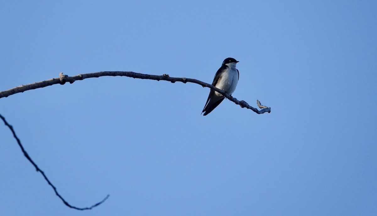 Tree Swallow - ML617362444