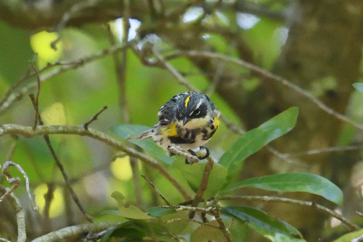 Kronenwaldsänger (coronata) - ML617362469