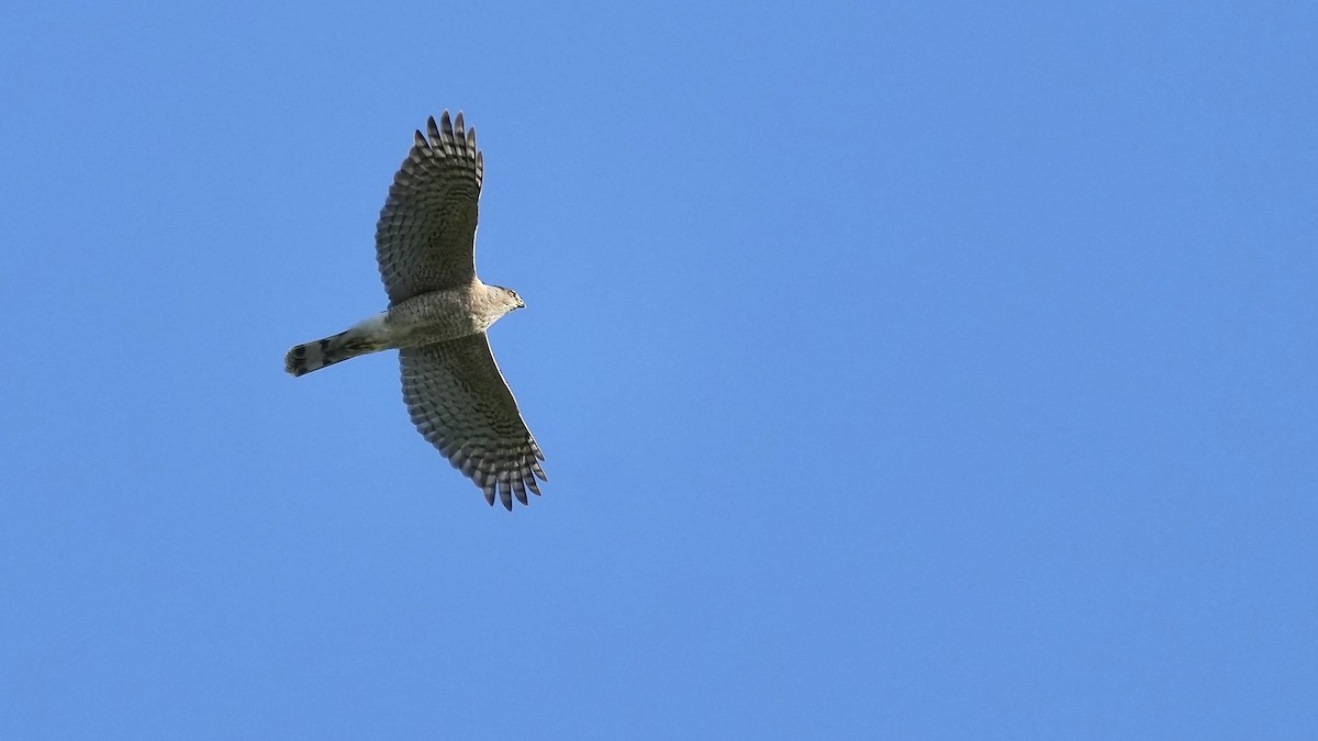 Cooper's Hawk - ML617362477