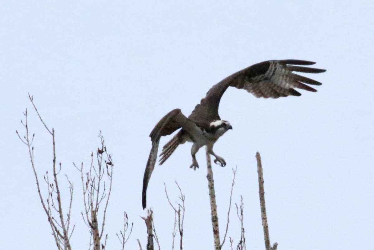 Osprey - Brian White