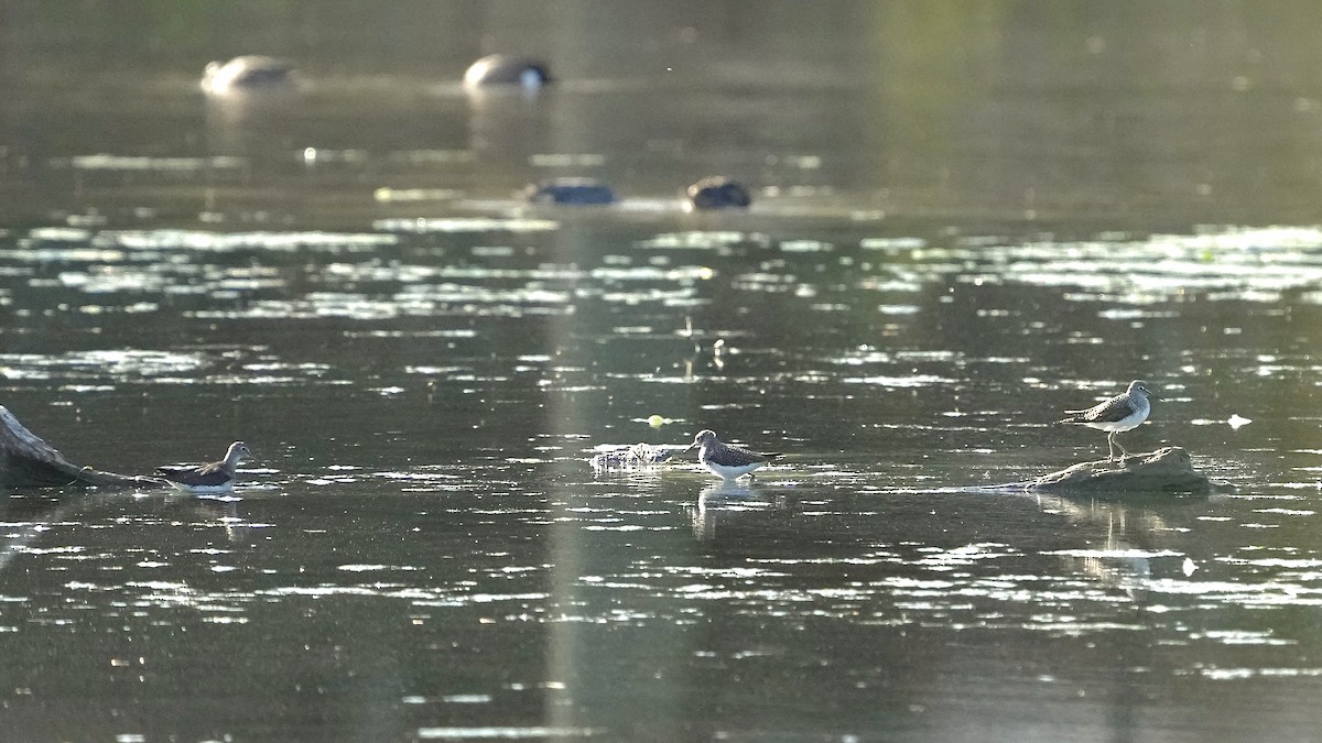 Solitary Sandpiper - ML617362505