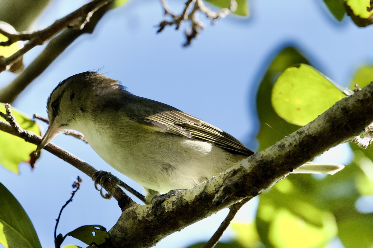 Black-whiskered Vireo - ML617362511