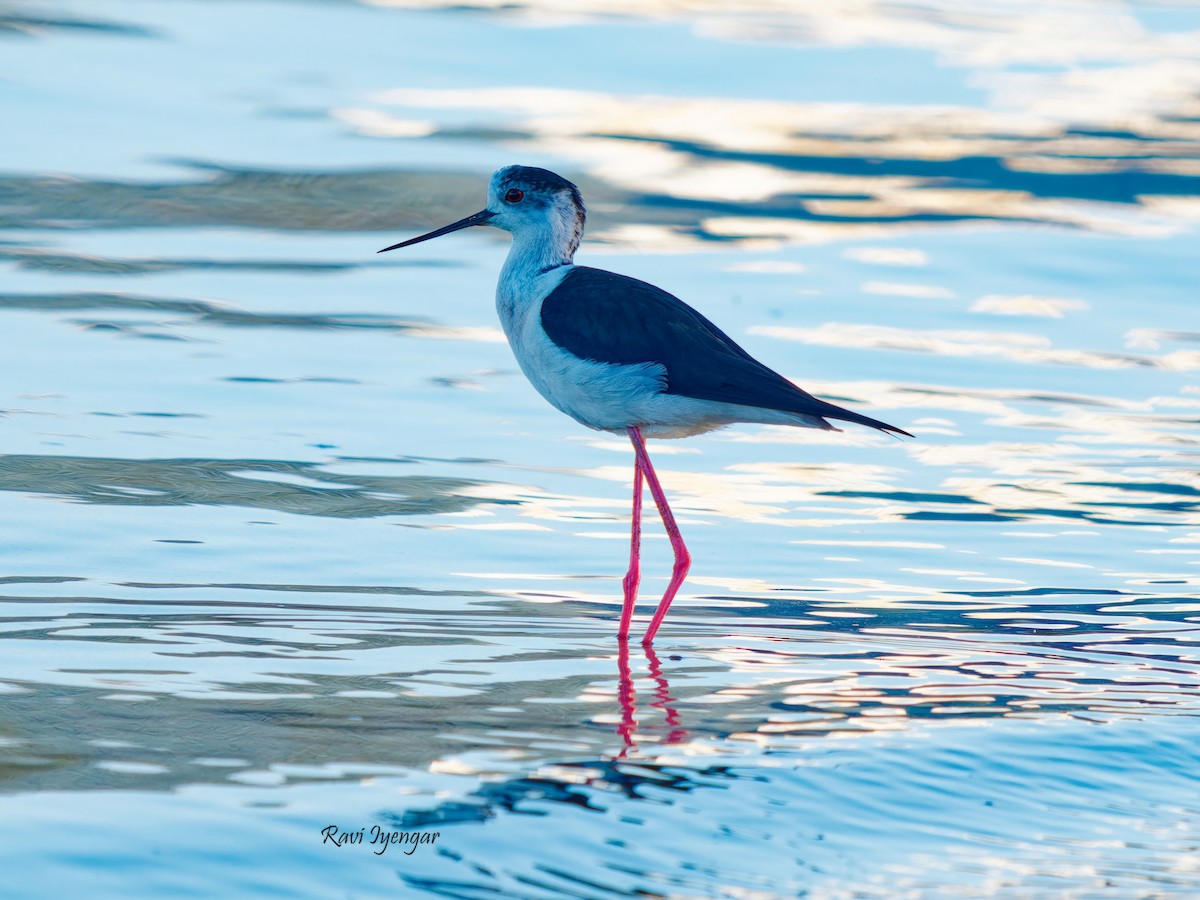 Black-winged Stilt - ML617362519