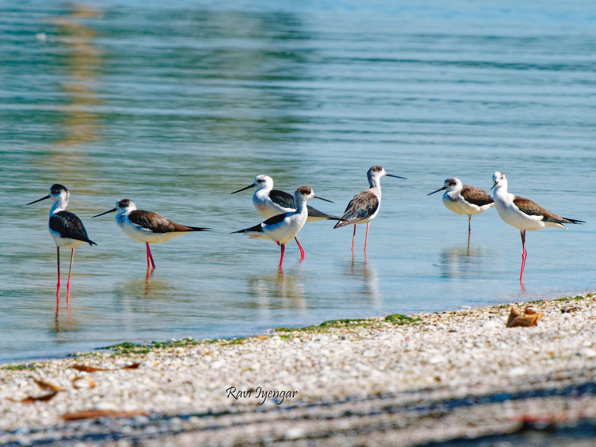 Black-winged Stilt - ML617362520