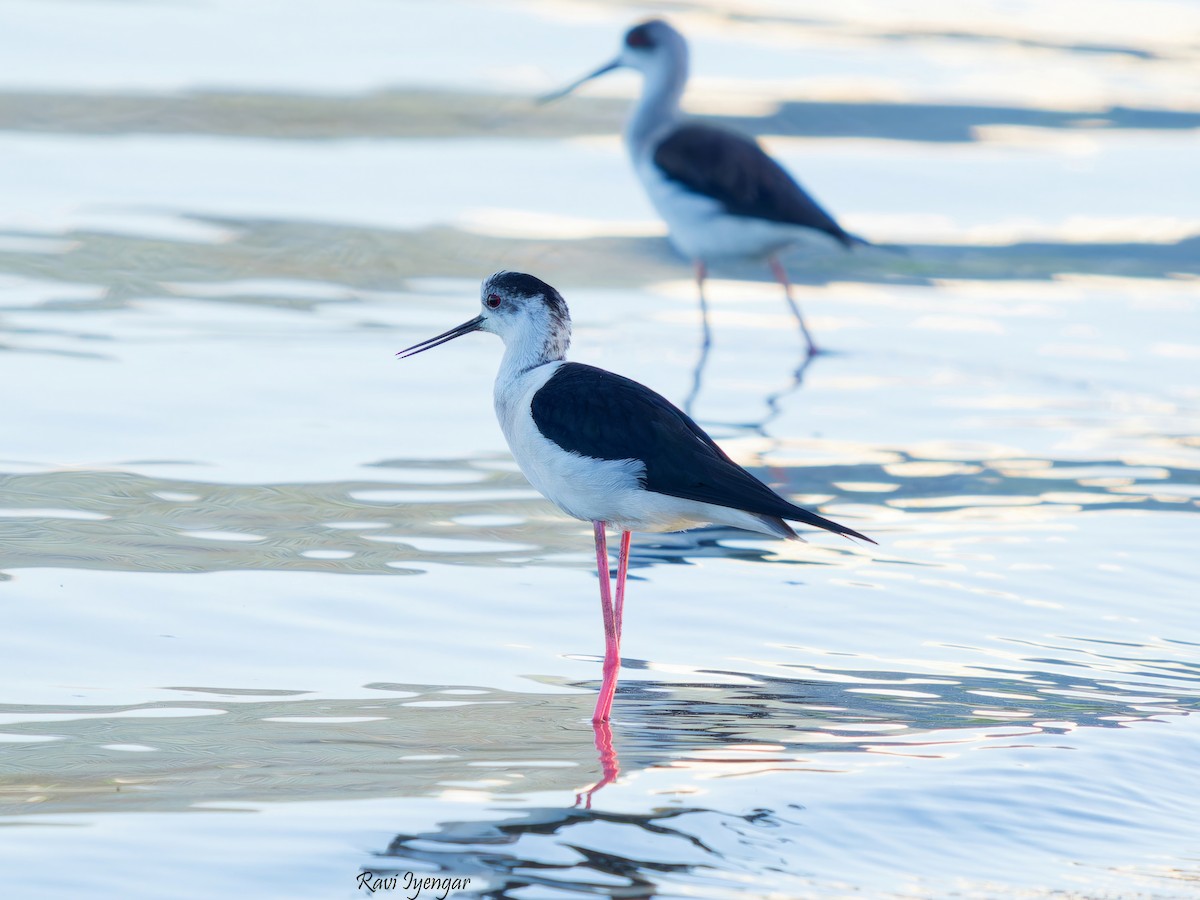 Black-winged Stilt - ML617362521