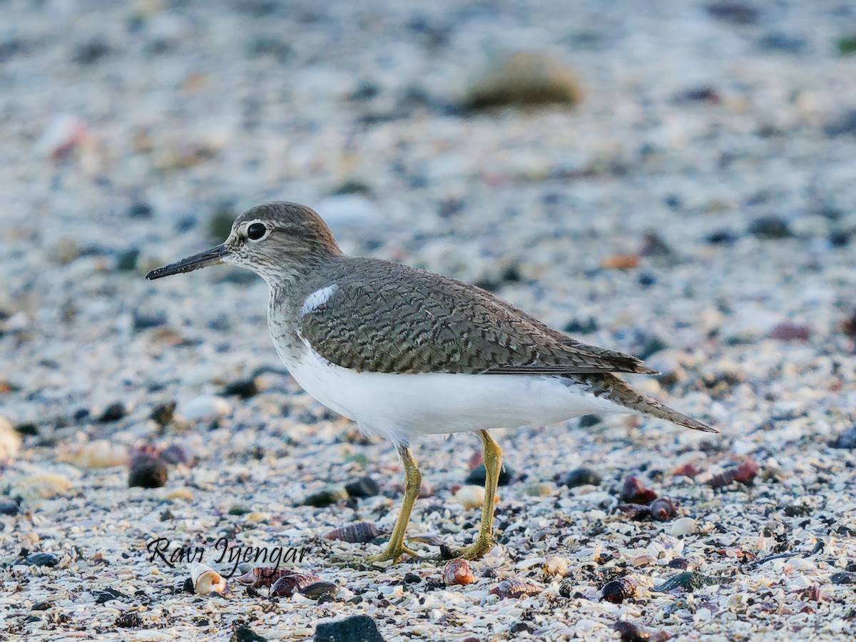 Common Sandpiper - Ravi Iyengar