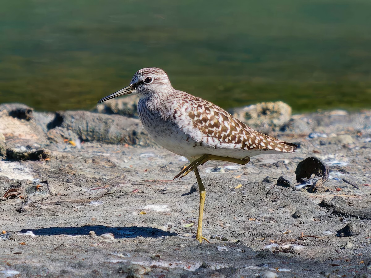 Wood Sandpiper - ML617362533