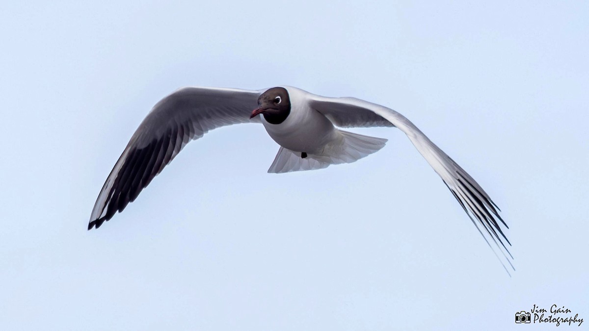 Black-headed Gull - ML617362539