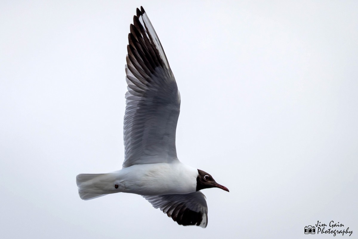 Black-headed Gull - ML617362542