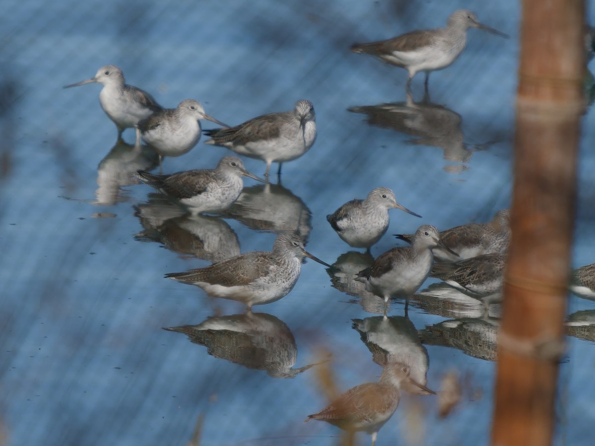 Common Greenshank - ML617362550