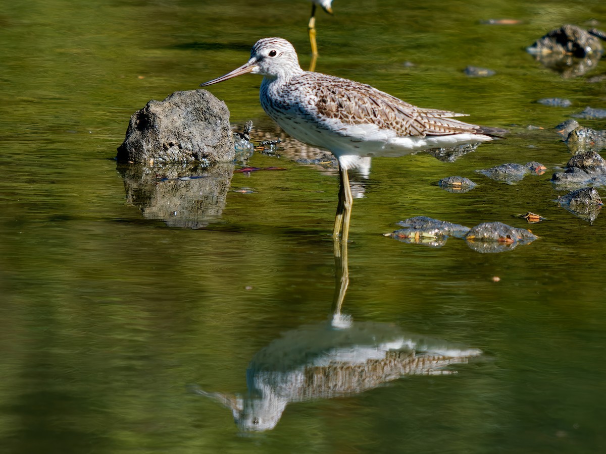 Common Greenshank - ML617362552