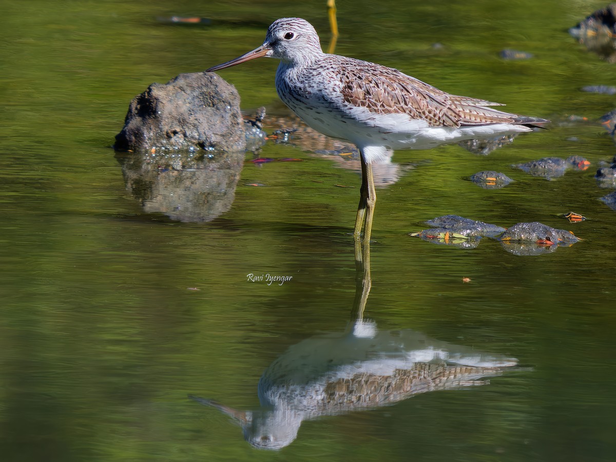 Common Greenshank - ML617362553