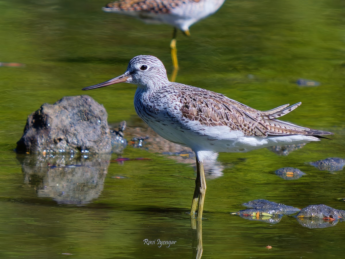 Common Greenshank - ML617362554