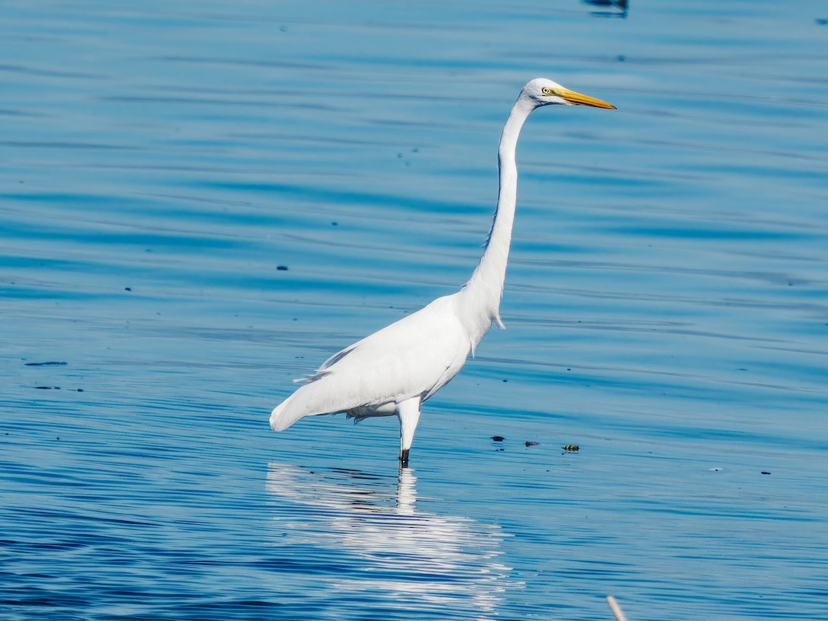 Great Egret - ML617362569