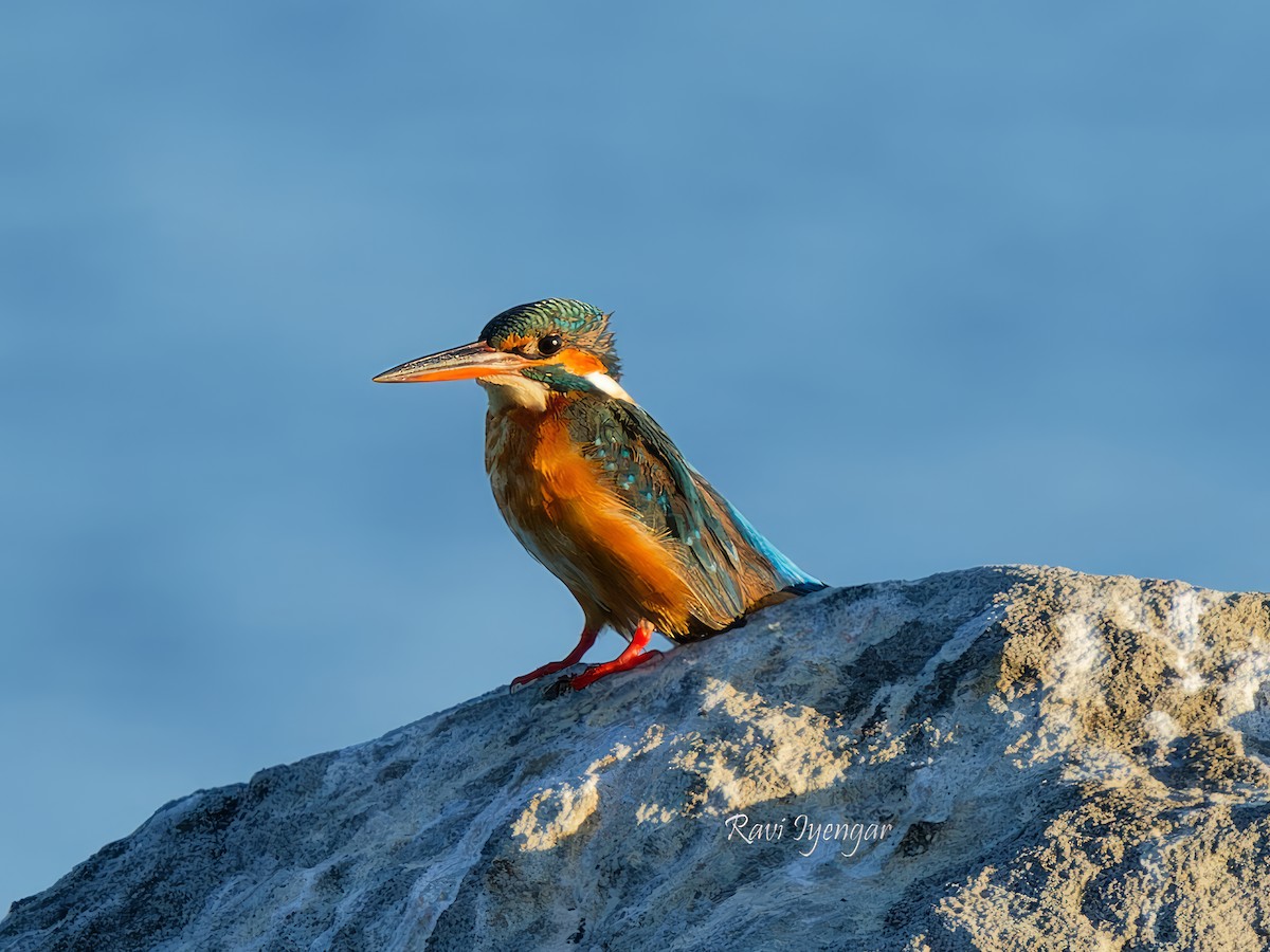 Common Kingfisher - ML617362573