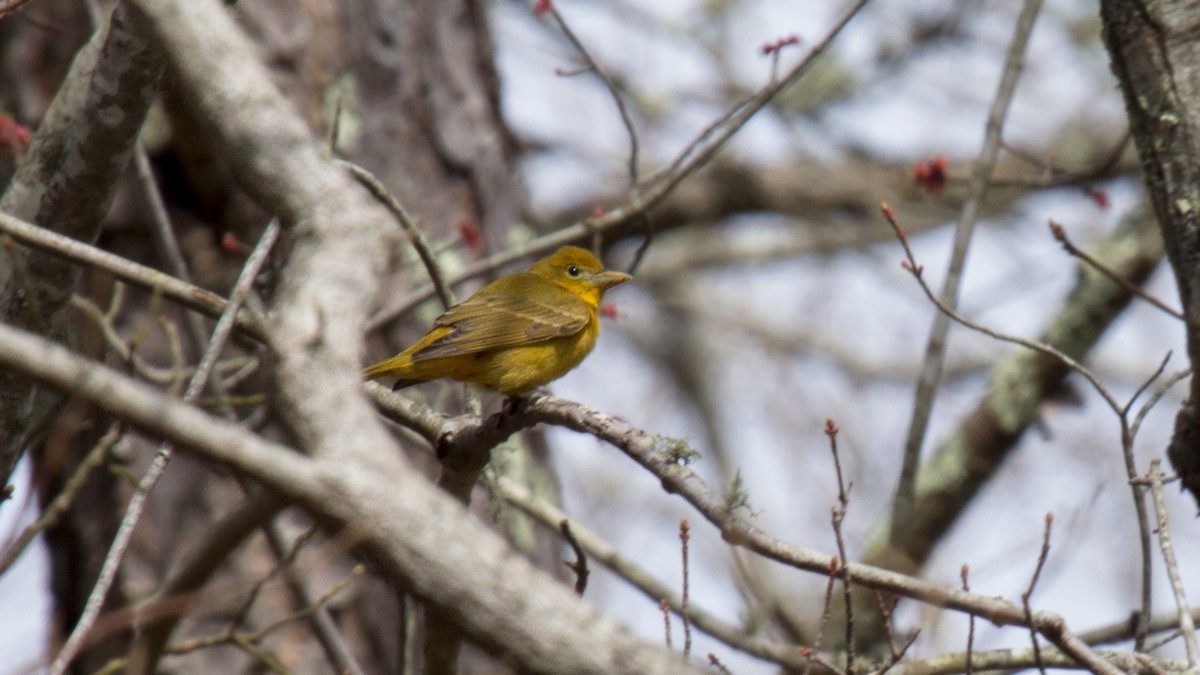 Summer Tanager - ML617362574