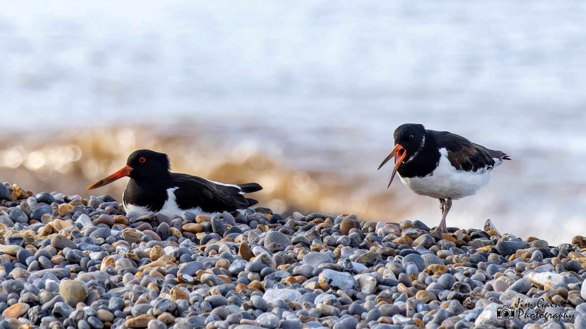 Eurasian Oystercatcher - ML617362579