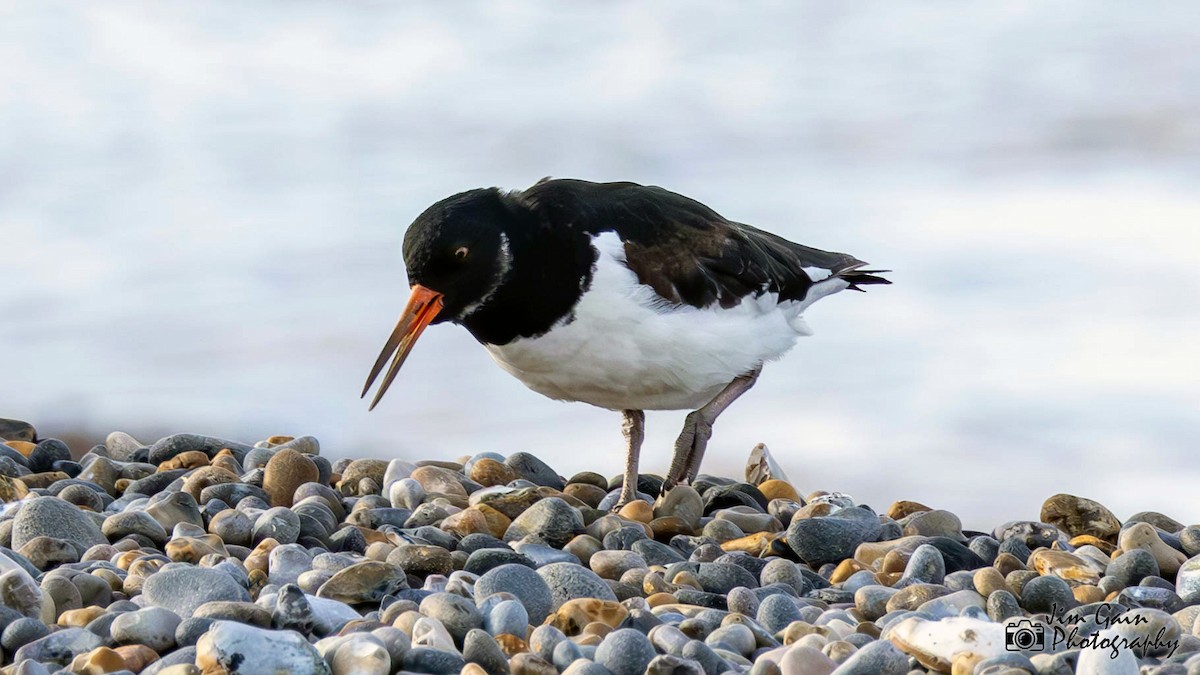 Eurasian Oystercatcher - ML617362580