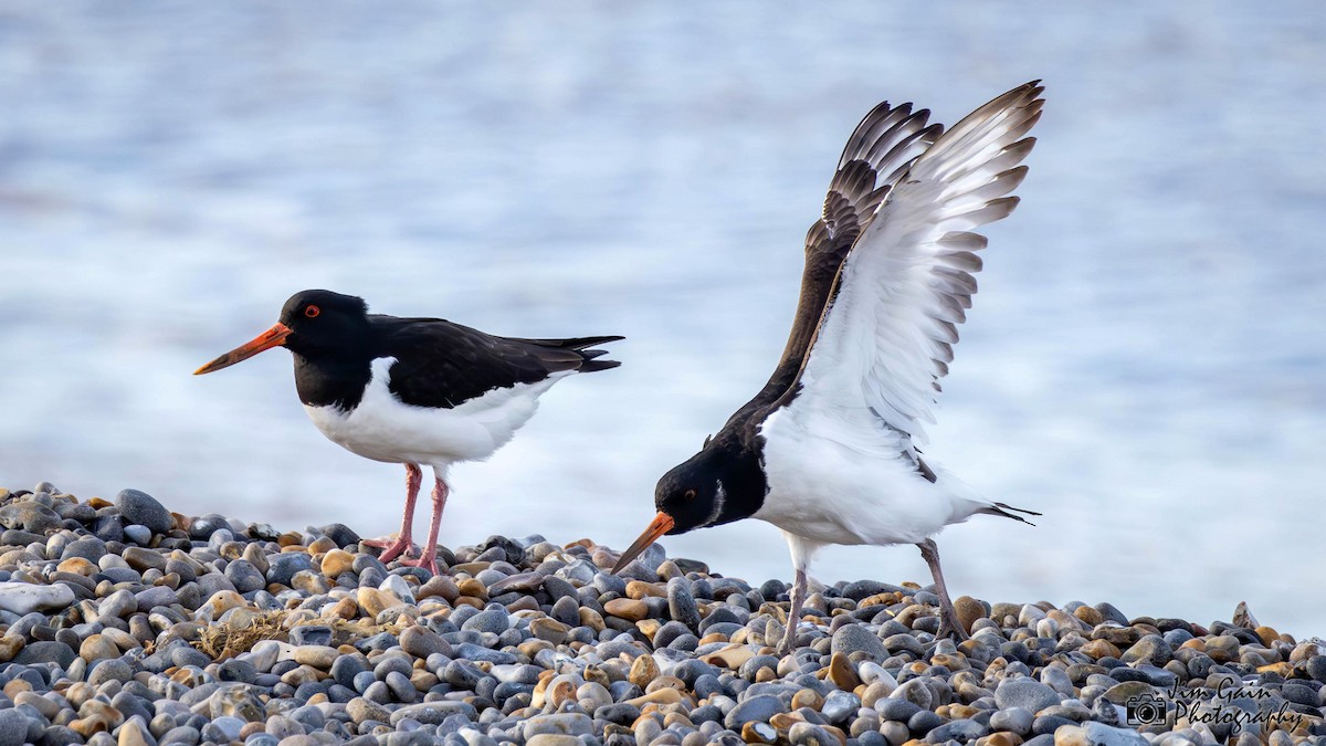 Eurasian Oystercatcher - ML617362581