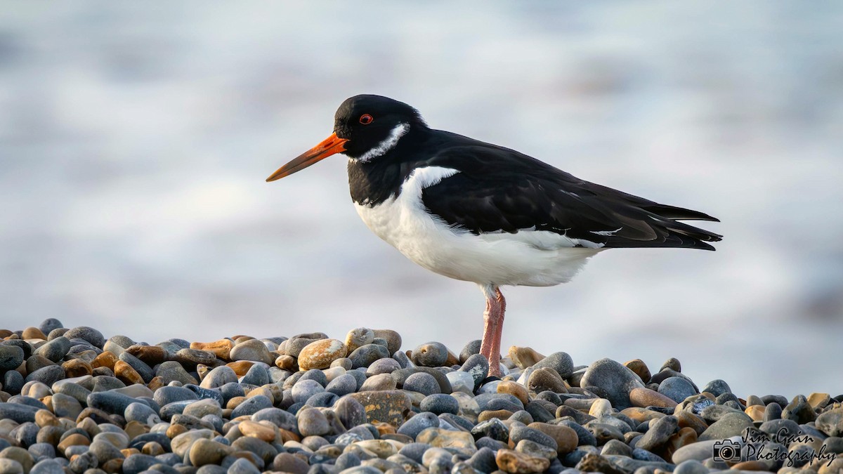 Eurasian Oystercatcher - ML617362582