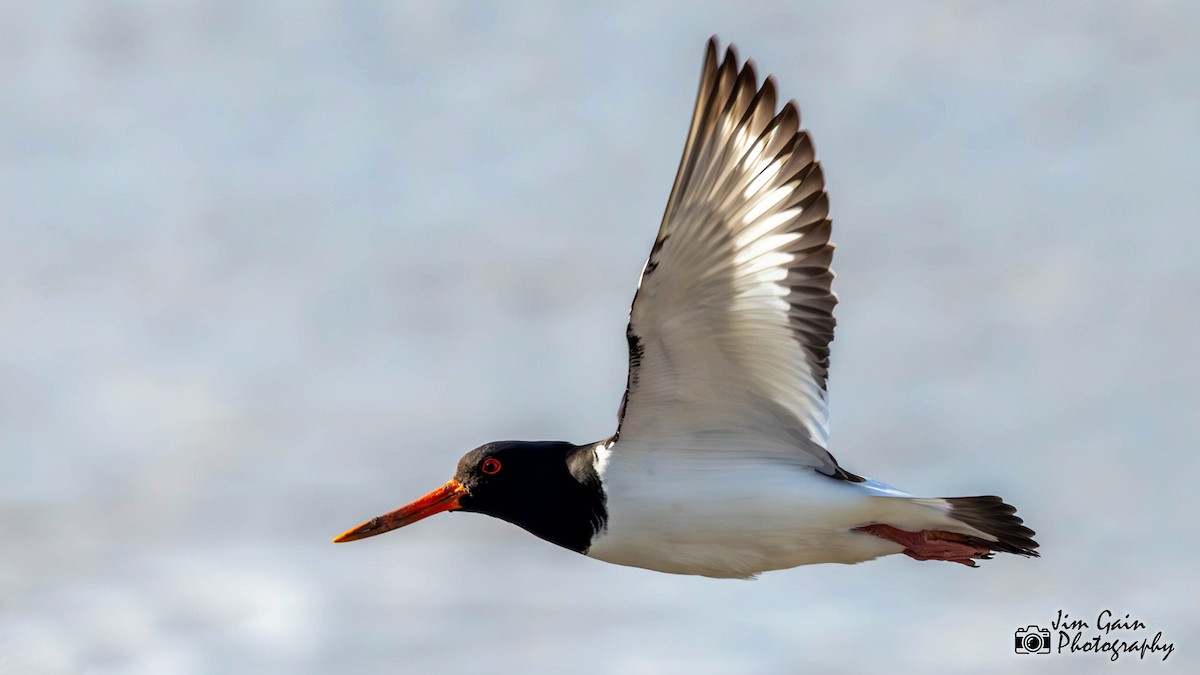 Eurasian Oystercatcher - ML617362583