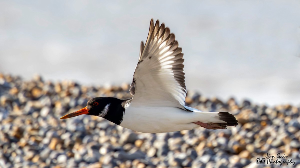 Eurasian Oystercatcher - ML617362584