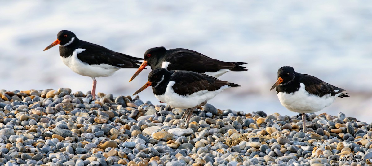 Eurasian Oystercatcher - ML617362585