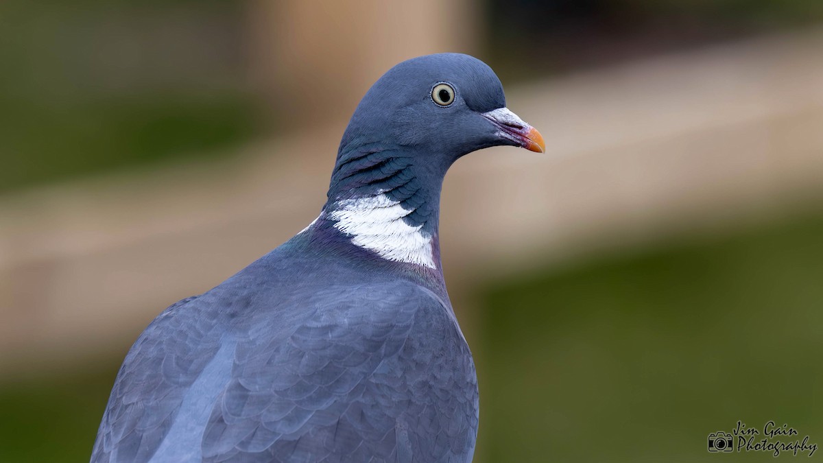 Common Wood-Pigeon - ML617362589