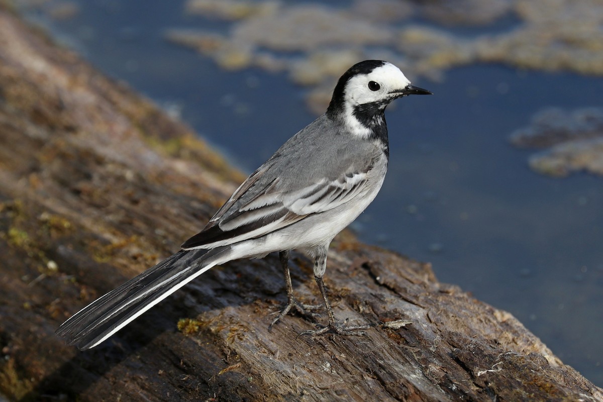 White Wagtail - ML617362640