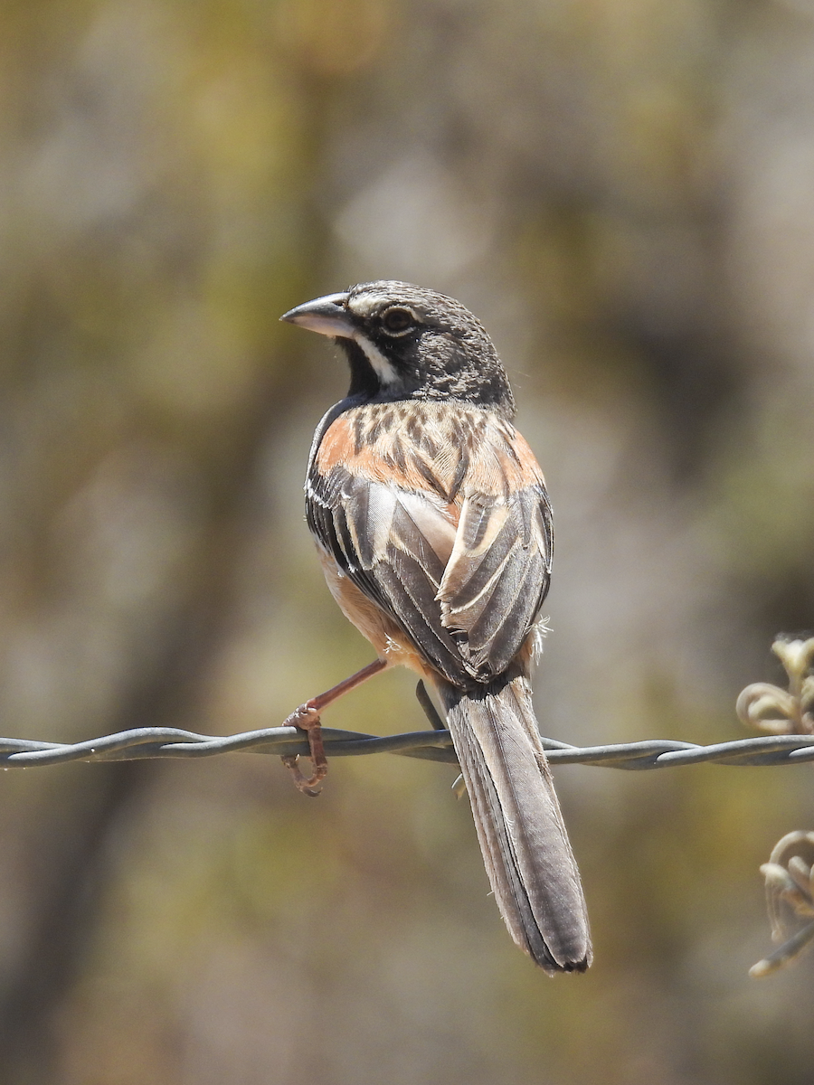 Bridled Sparrow - ML617362679