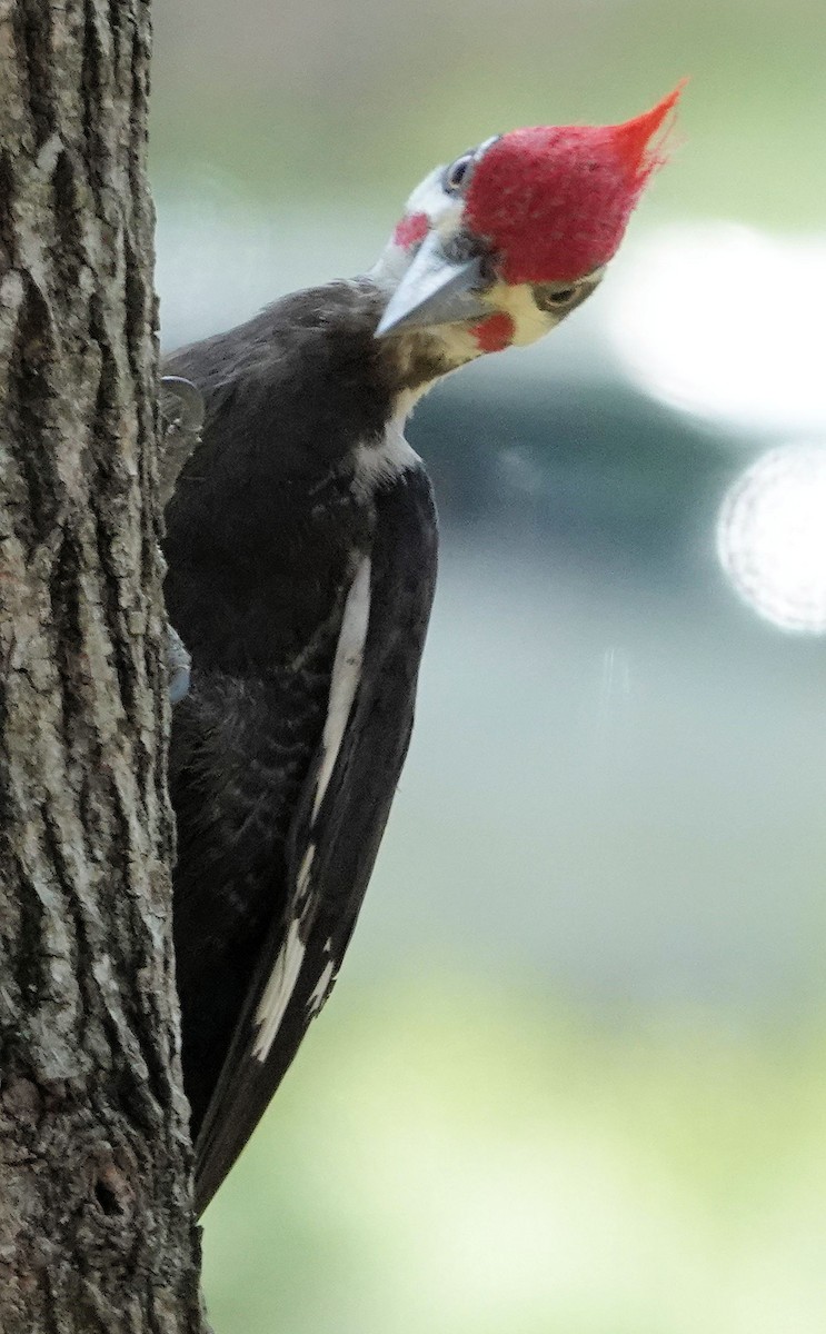 Pileated Woodpecker - ML617362707