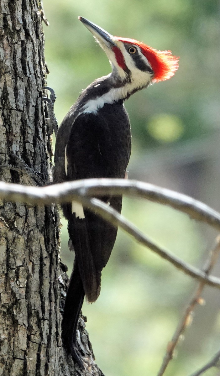 Pileated Woodpecker - Gary Pendergrass