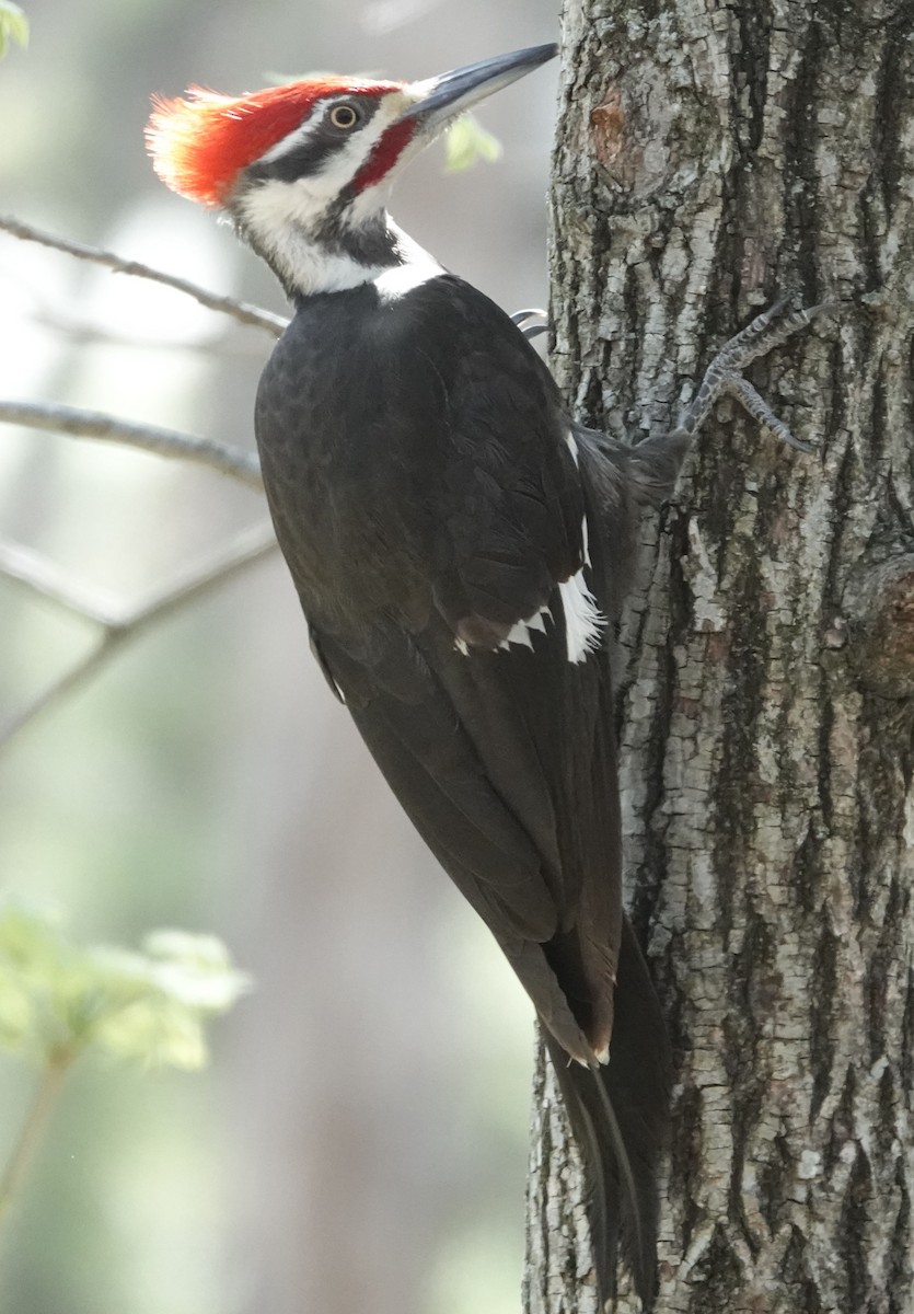 Pileated Woodpecker - ML617362709