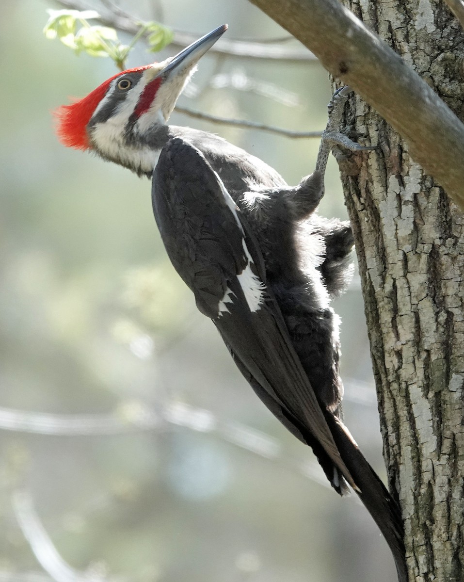 Pileated Woodpecker - ML617362710