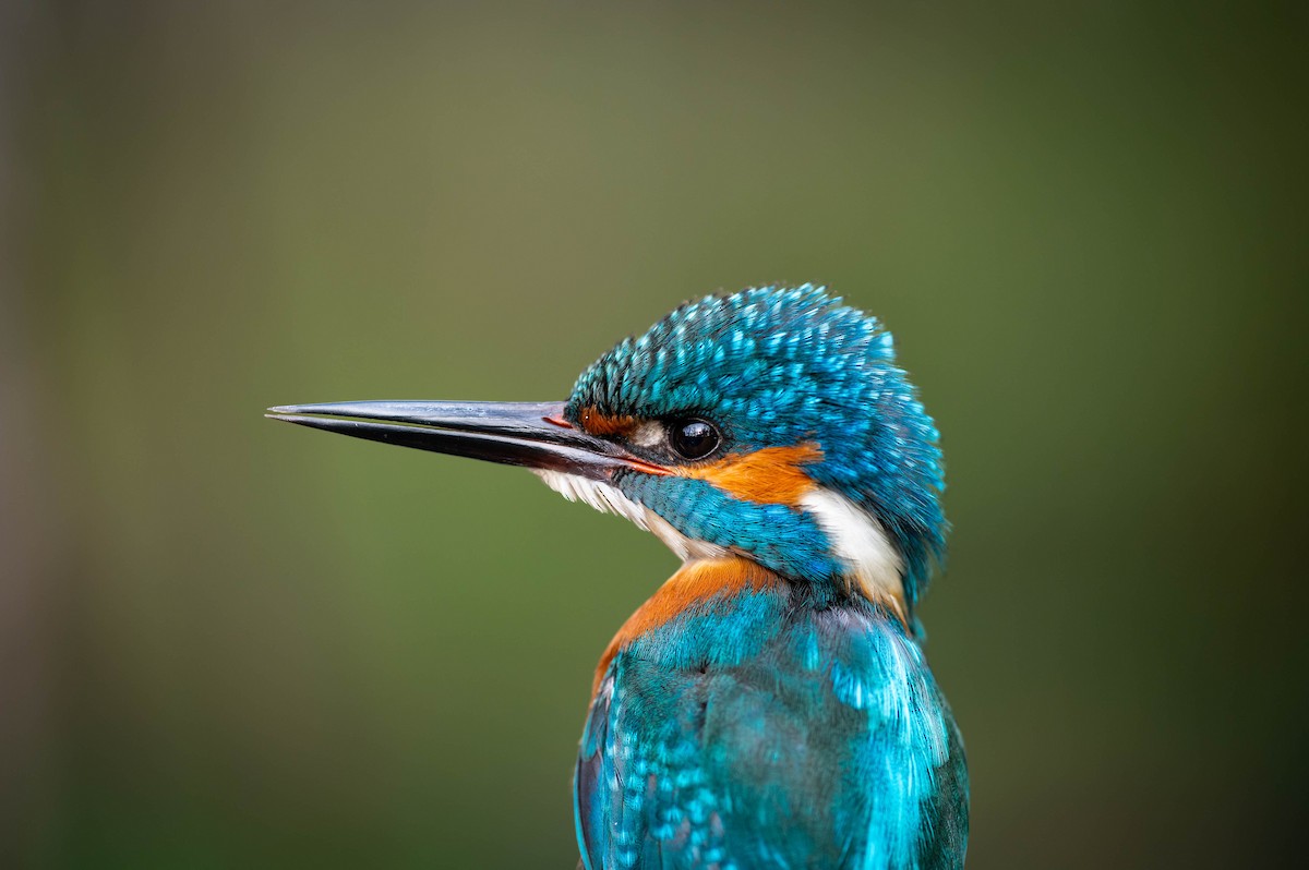 Common Kingfisher - ML617362726