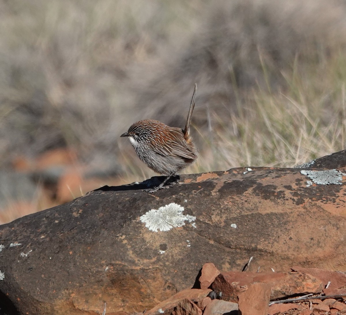 Short-tailed Grasswren - ML617362731