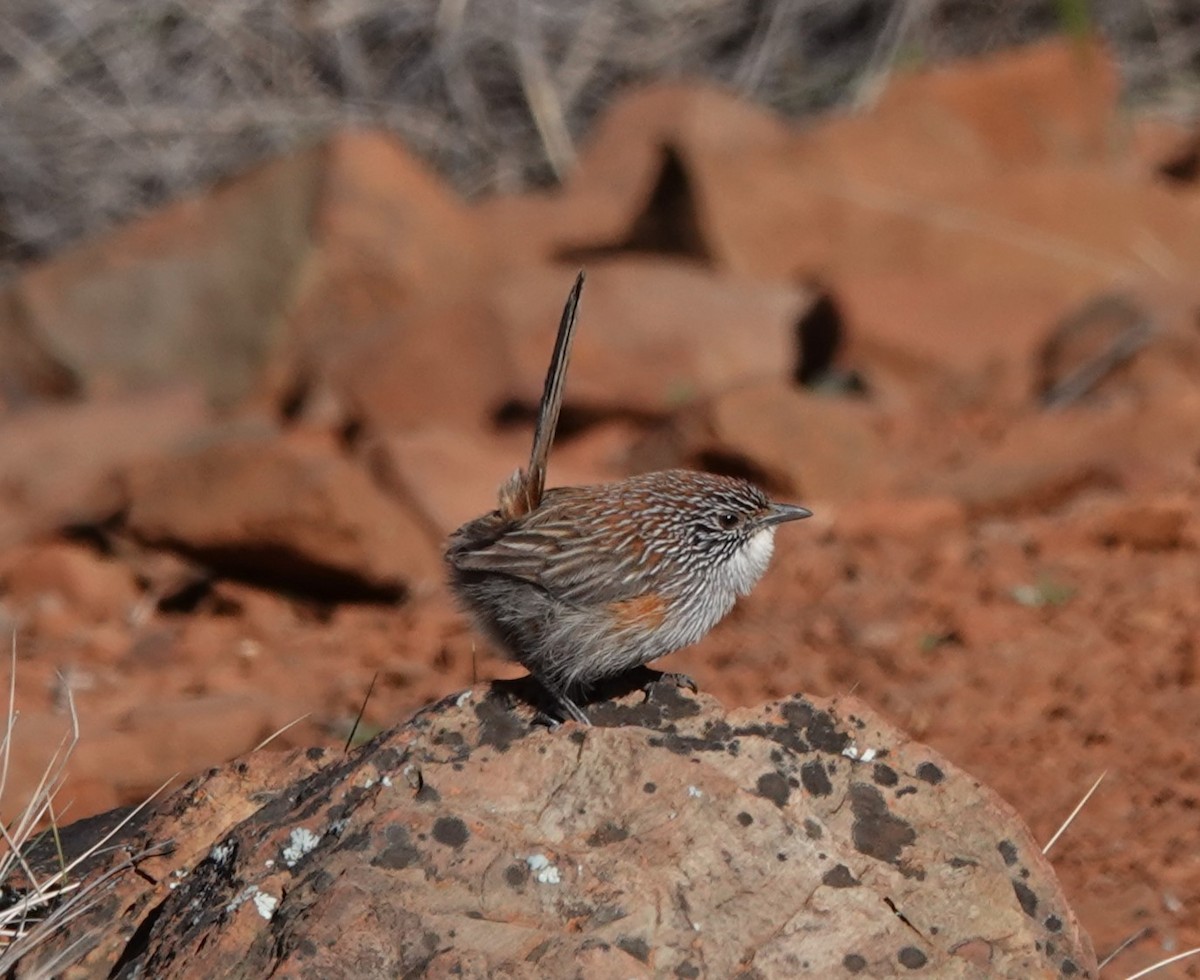 Short-tailed Grasswren - ML617362732