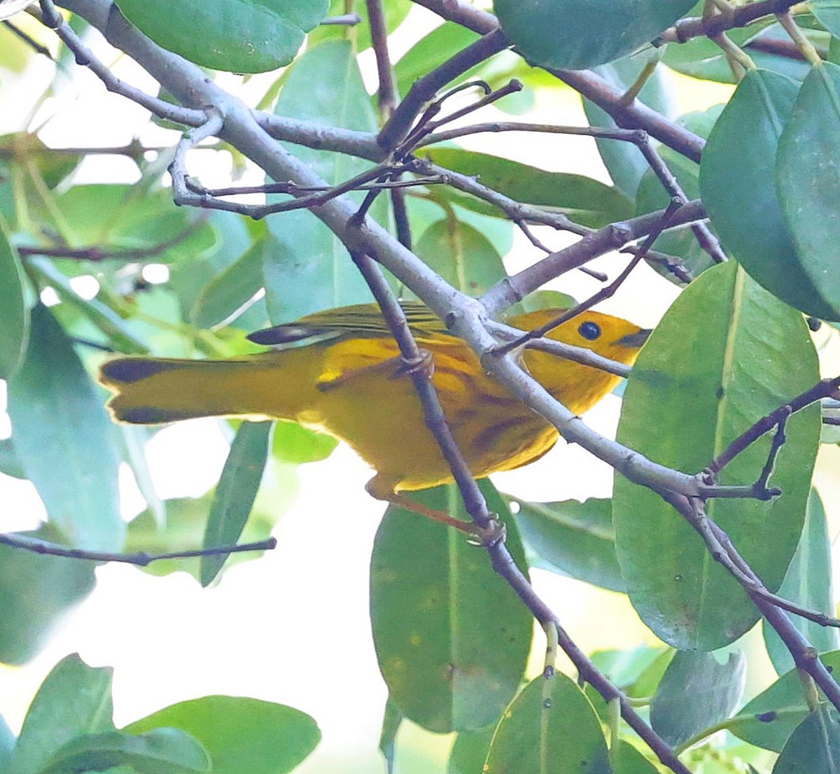 Yellow Warbler (Golden) - ML617362746