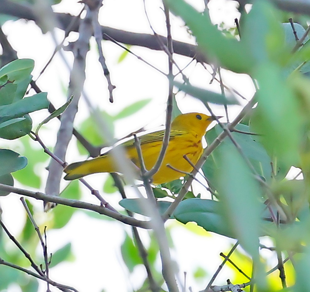 Yellow Warbler (Golden) - ML617362747