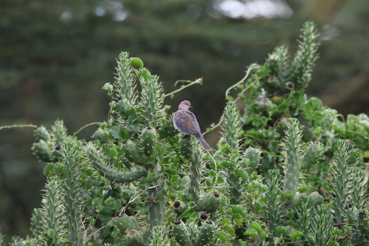 Laughing Dove - ML617362750