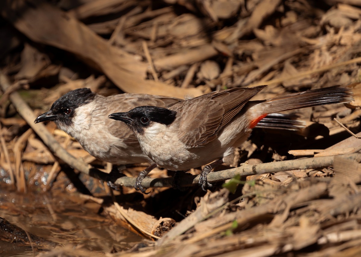 Bulbul cul-d'or - ML617362776