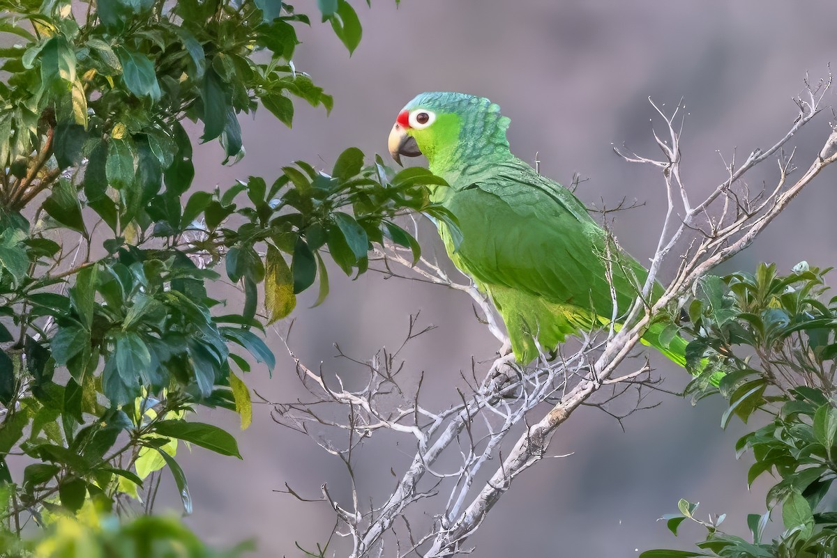 Red-lored Parrot - Sandy & Bob Sipe