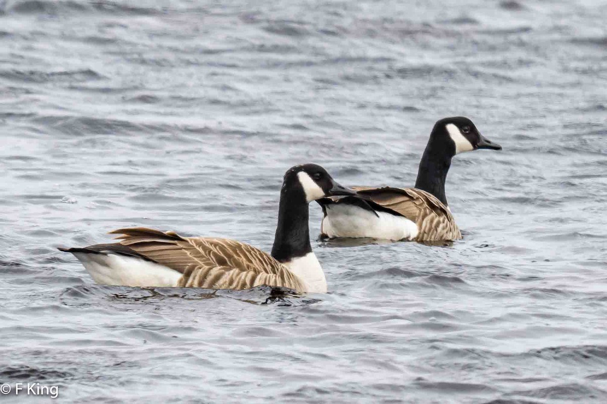 Canada Goose - ML617362809