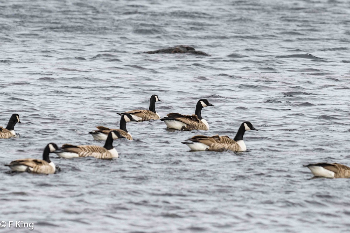 Canada Goose - ML617362810