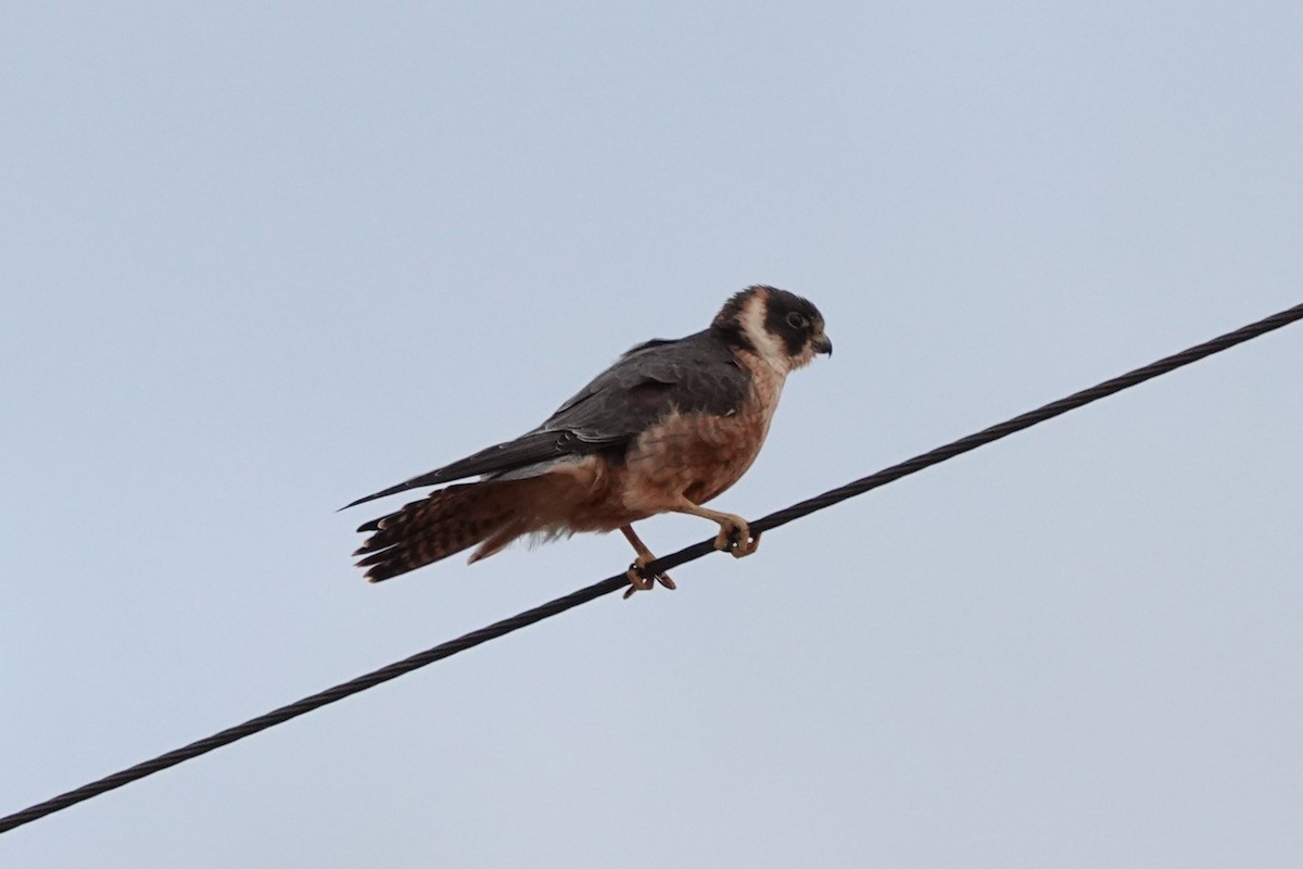 Australian Hobby - ML617362814