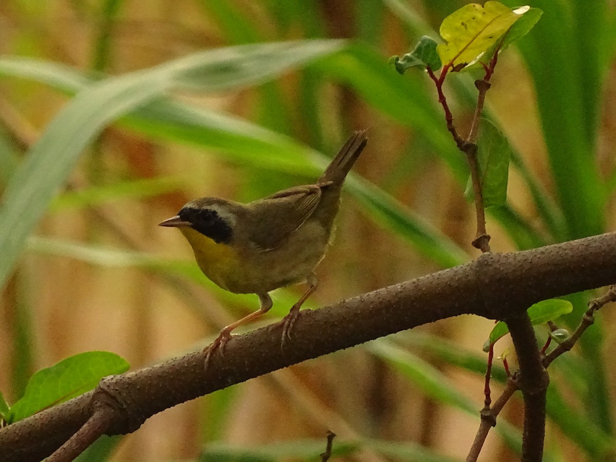 yellowthroat sp. - ML617362835