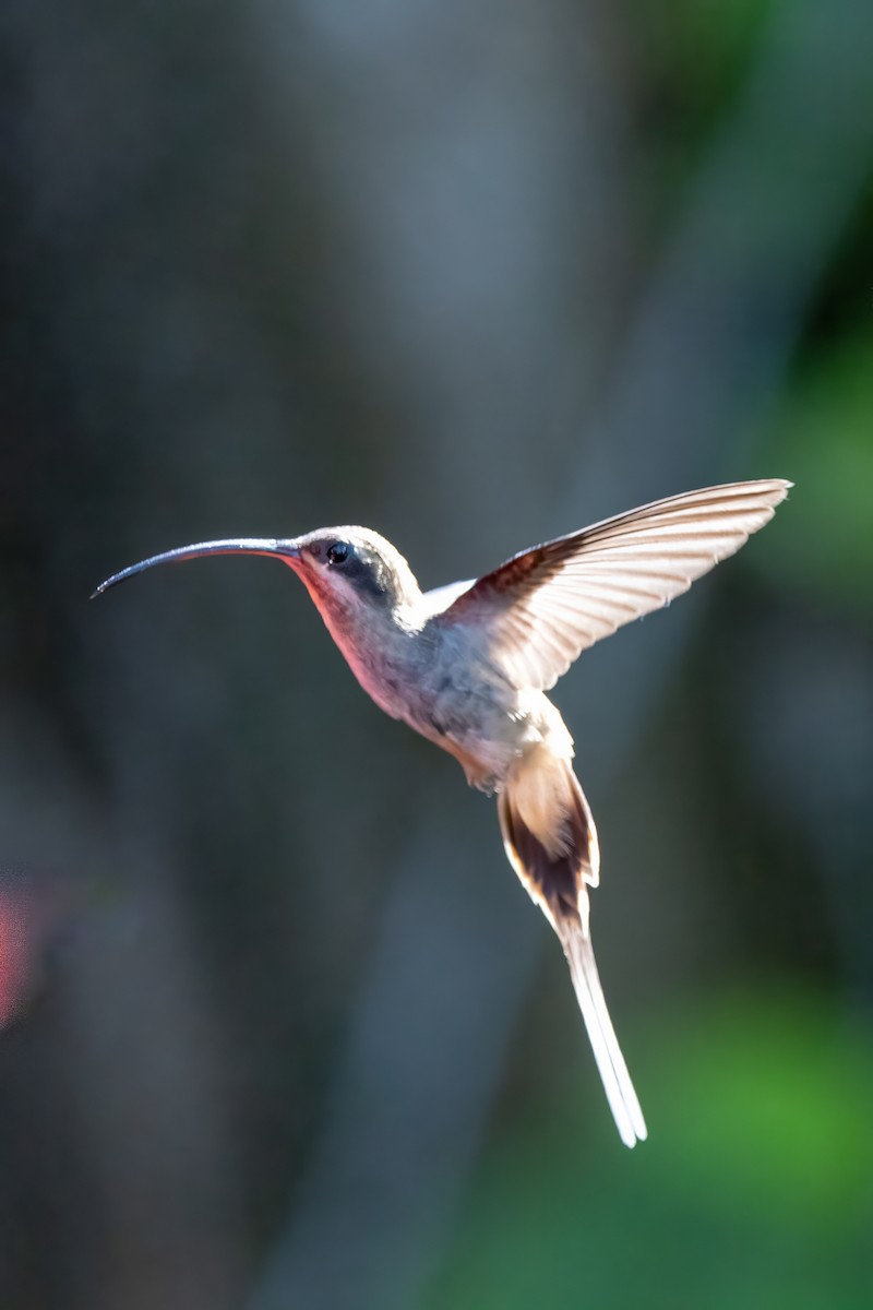 Long-billed Hermit - Sandy & Bob Sipe