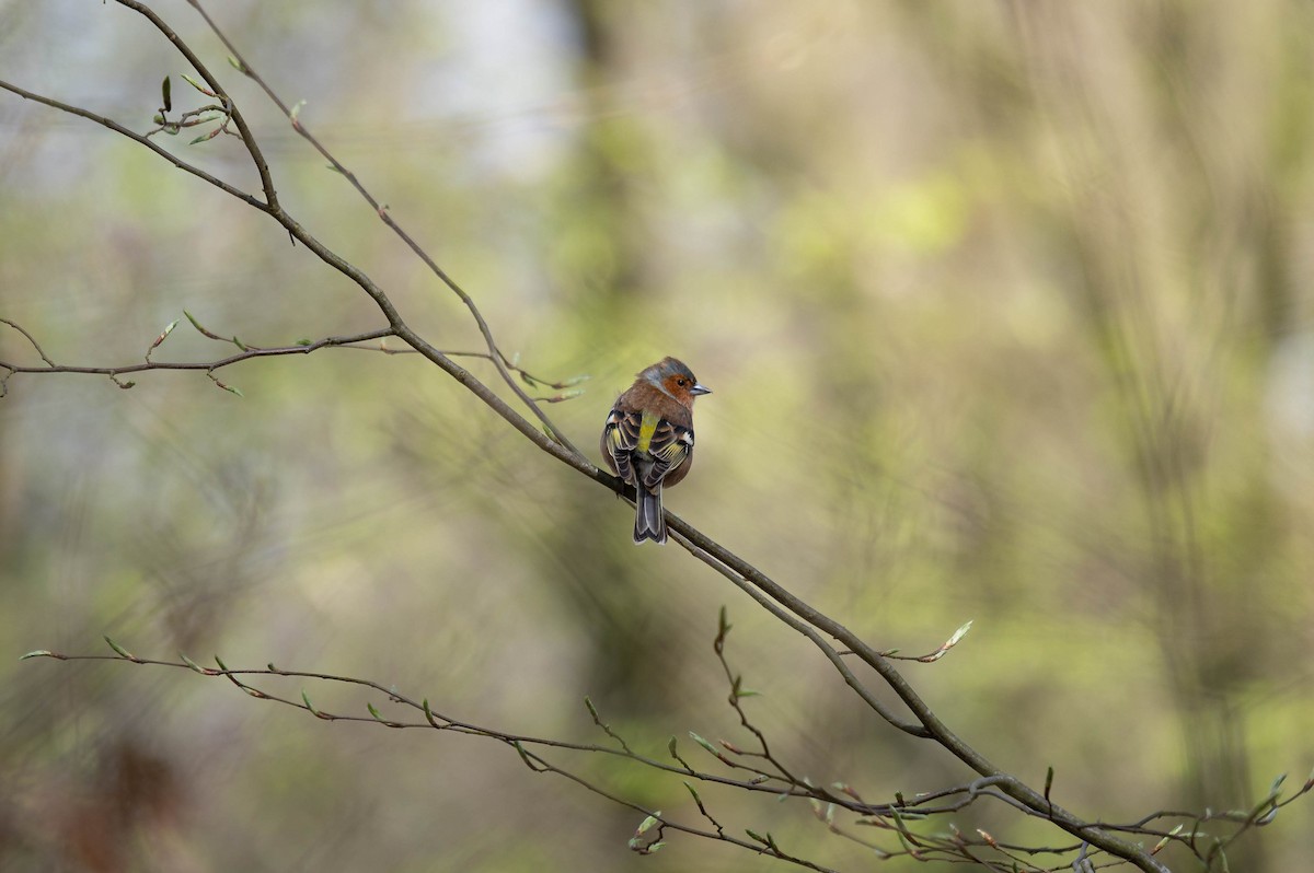 Common Chaffinch - ML617362868