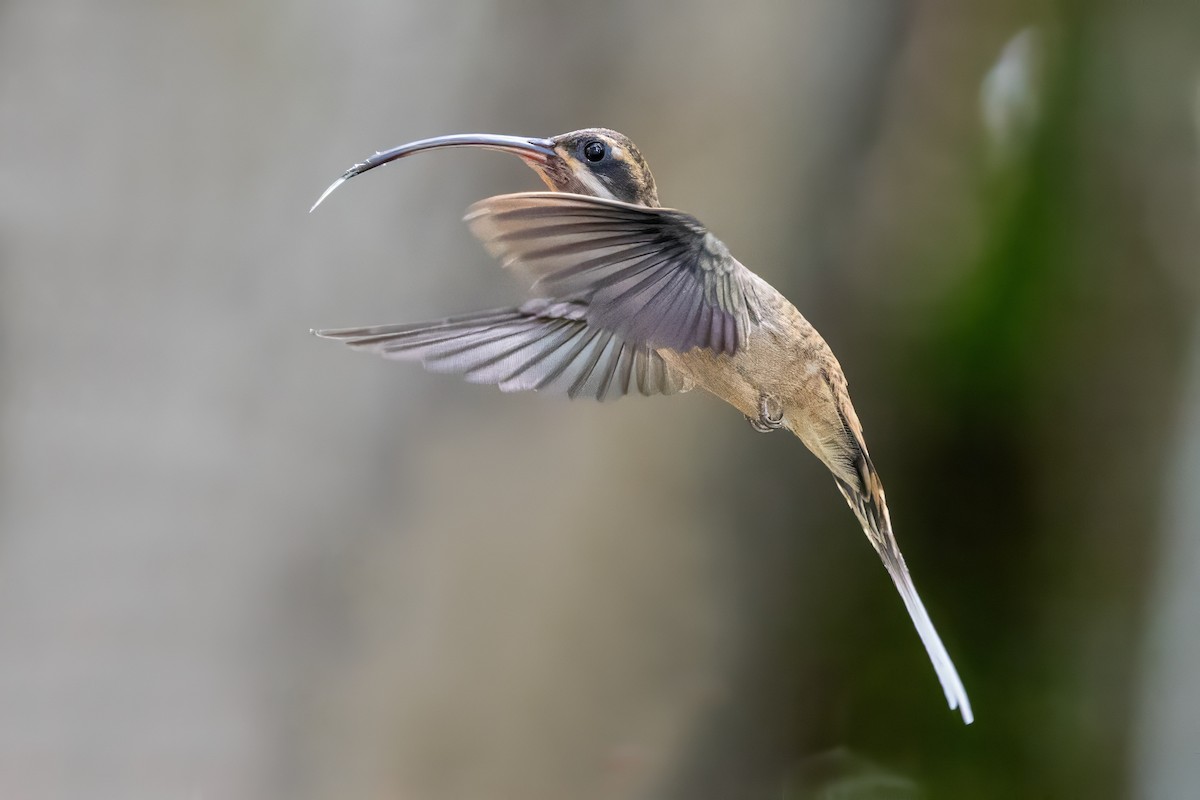 Long-billed Hermit - Sandy & Bob Sipe